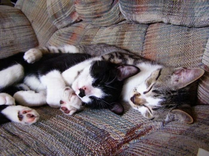 Солодкий сон котів